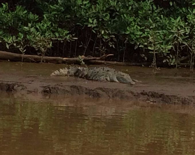 big crocodiles ...